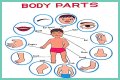 Body part with a pupil