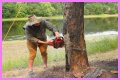 Cut down as a tree limb